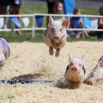 LOOKIT THESE PIGLETS FLY!